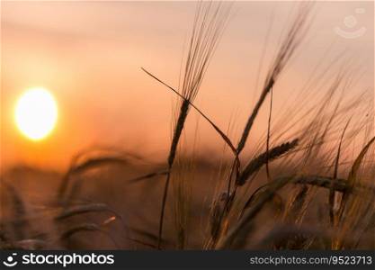 Golden ears of wheat on the  farm field