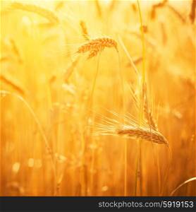 Golden ears of wheat on the field.