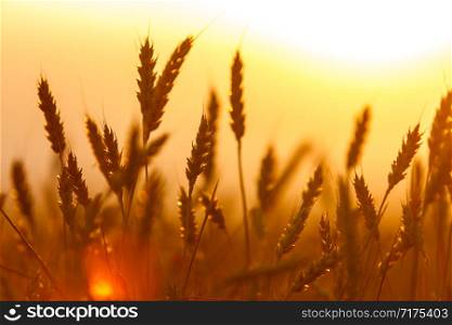 Golden ears of wheat on the field. Sunset light.. Golden ears of wheat on the field. Sunset light