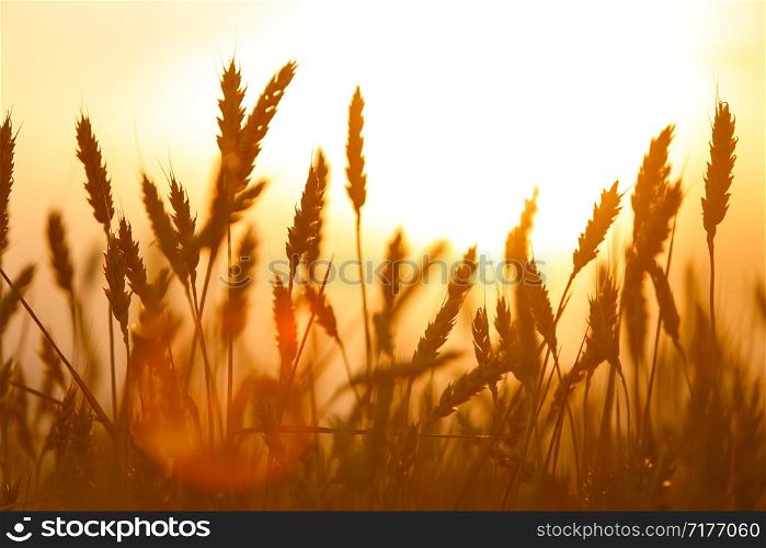Golden ears of wheat on the field. Sunset light.. Golden ears of wheat on the field. Sunset light