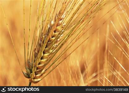 Golden Ears On The Summer Field Before Harvest