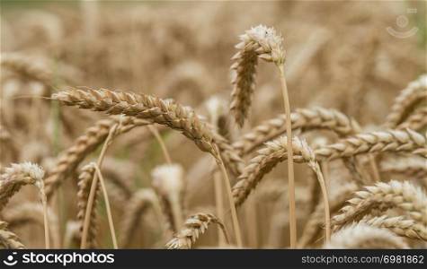 golden eaves of wheat in a field in summer macro