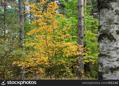 Golden fall colored leaves in an autumnal forest