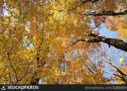 Golden fall foliage.