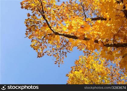 Golden fall leaves against azure blue sky.