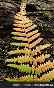 Golden fern leaf fall on a tree trunk