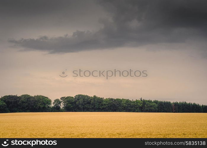 Golden field in dark cloudy weather in late summer