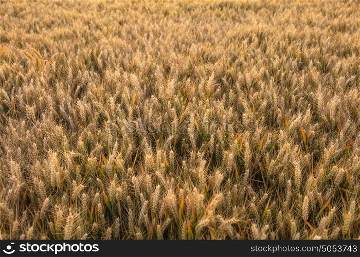 Golden field of barley crops growing on farm at sunset or sunrise