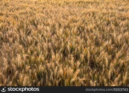 Golden field of barley crops growing on farm at sunset or sunrise