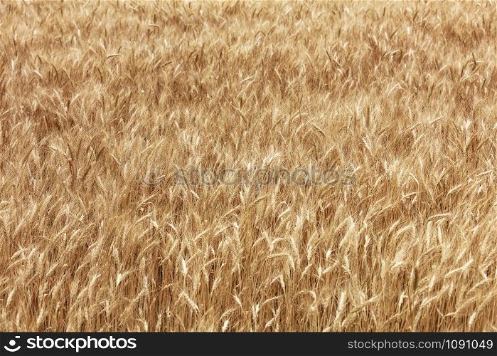 Golden field of ripe wheat ears growing in summer in windy weather.. Blurred background of a golden field of growing ripe wheat