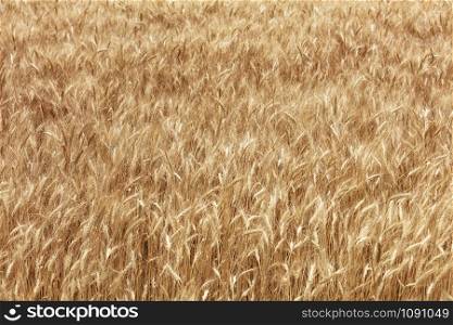 Golden field of ripe wheat ears growing in summer in windy weather.. Blurred background of a golden field of growing ripe wheat