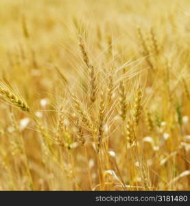 Golden field of wheat ready for harvest.