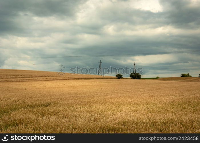 Golden field with grain and cloudy sky, summer view