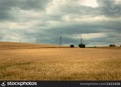 Golden field with grain and cloudy sky, summer view