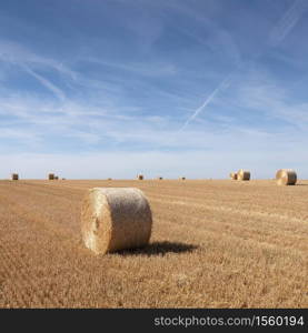 golden field with round straw bales under blue sky in the north of france
