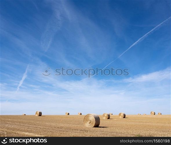 golden field with round straw bales under blue sky in the north of france