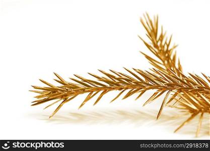 Golden fir branch