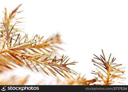 Golden fir branch
