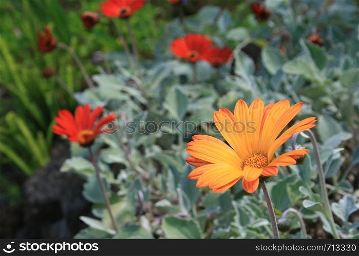 Golden flower with orange tips with soft focus red flowers and green plants in background