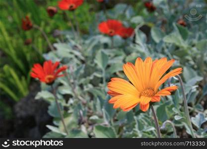 Golden flower with orange tips with soft focus red flowers and green plants in background