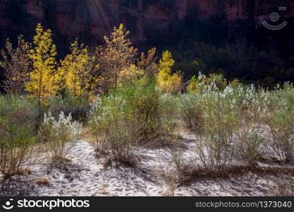Golden Foliage and scrubland in Zion National Park