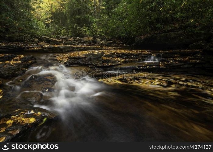 Golden foliage swirls in a small creek within the Canaan Valley of West Virginia on a serene Fall afternoon.
