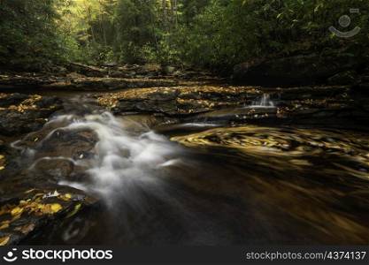 Golden foliage swirls in a small creek within the Canaan Valley of West Virginia on a serene Fall afternoon.