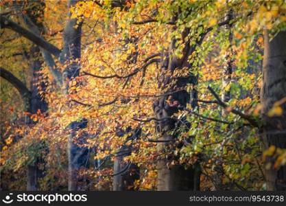 Golden forest with beech trees, colorful leaves. Fairy autumn landscape. tree trunks. Nature, seasons, ecology, environment.. Old and thick beech trees forest with colorful autumn leaves