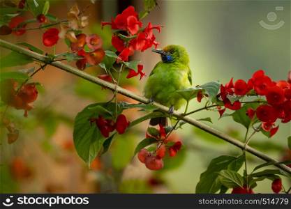 Golden fronted leaf bird perched on branch with red flowers. Kerala India