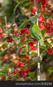 Golden fronted leaf bird perched on branch with red flowers. Kerala India