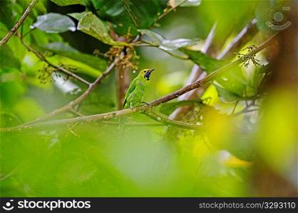 Golden-fronted Leafbird calling from a perch