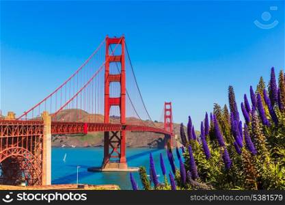 Golden Gate Bridge San Francisco purple flowers Echium candicans in California