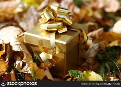 golden gift in autumn forest