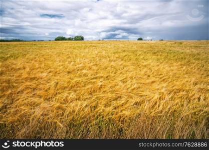 Golden grain on a cultivated field in a rural landscape in the summertime on a cloudy day