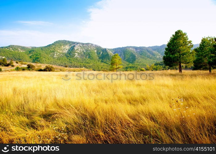 golden grass field with mountains and pine trees in background