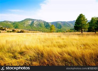 golden grass field with mountains and pine trees in background
