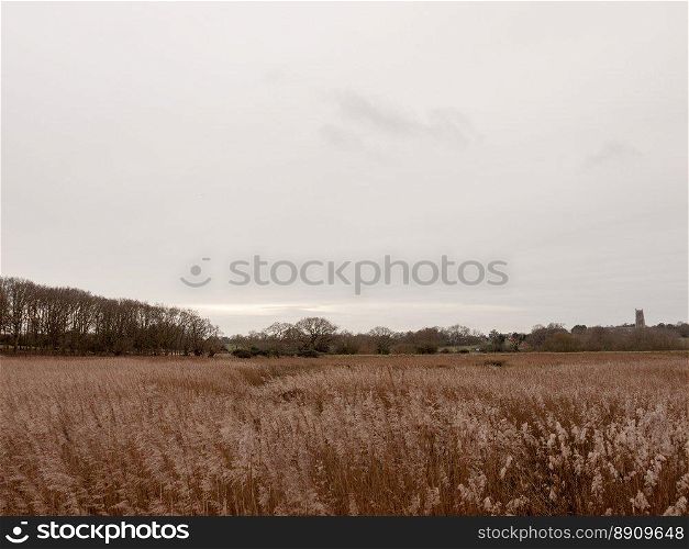 golden grass reeds winter white cloudy sky landscape  essex  england  uk