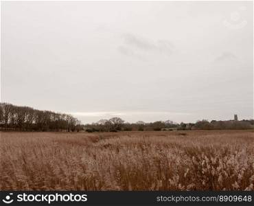 golden grass reeds winter white cloudy sky landscape; essex; england; uk