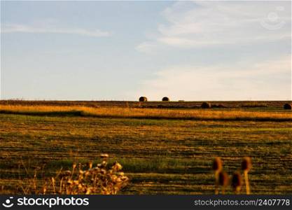 Golden hay bales. Agricultural parcels of different crops and hay roll