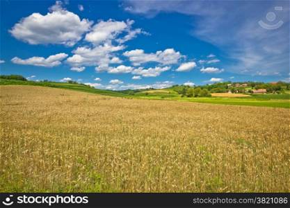 Golden hay field in green agricultural landscape of Prigorje region in Croatia
