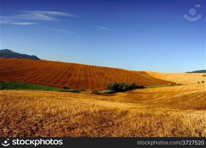 Golden Hills of Tuscany after Harvest
