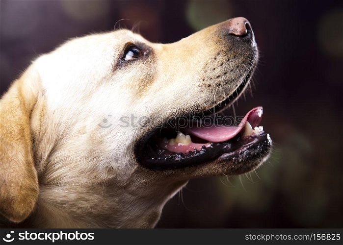Golden Labrador, colorful saturated concept
