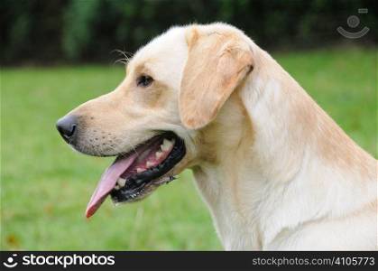 Golden Labrador panting