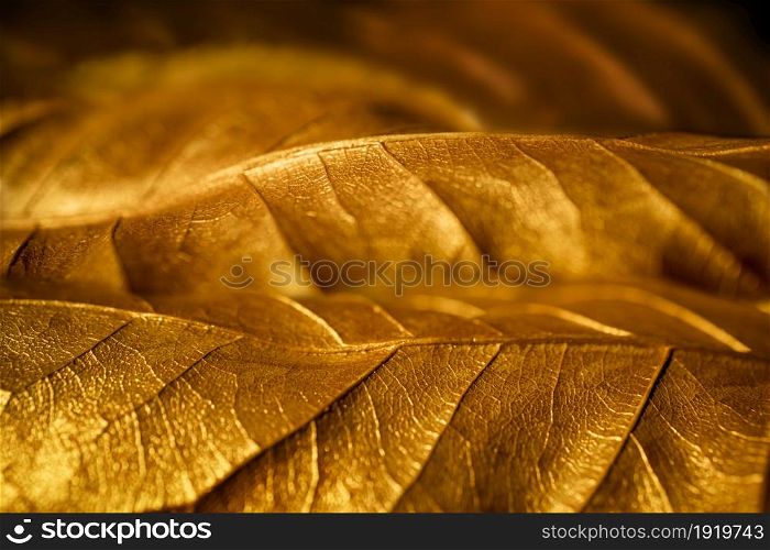 Golden Leaf Texture Background. Close-up and Selective focus.