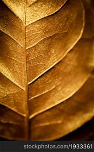Golden Leaf Texture Background. Close-up and Selective focus.