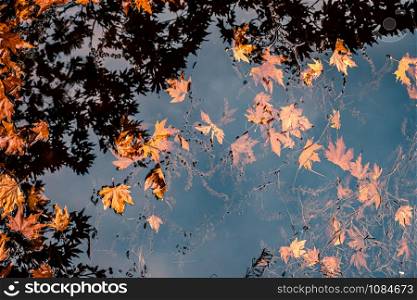 Golden Leaves and reflection of trees in water in autumn. Leaves in water