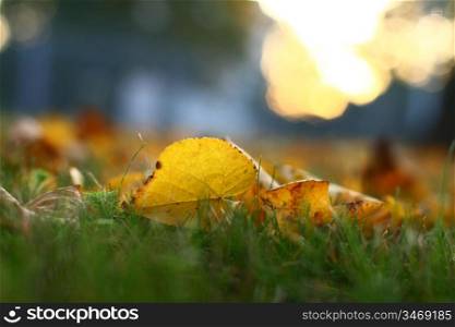 golden leaves on last green grass