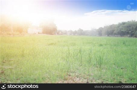 Golden light of morning sun on the grassland in the countryside