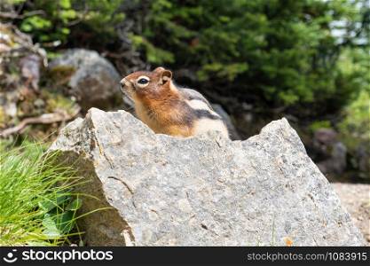 Golden-mantled Ground Squirrel (Callospermophilus lateralis), Banff National Park, Alberta, Canada
