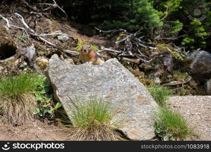 Golden-mantled Ground Squirrel (Callospermophilus lateralis), Banff National Park, Alberta, Canada